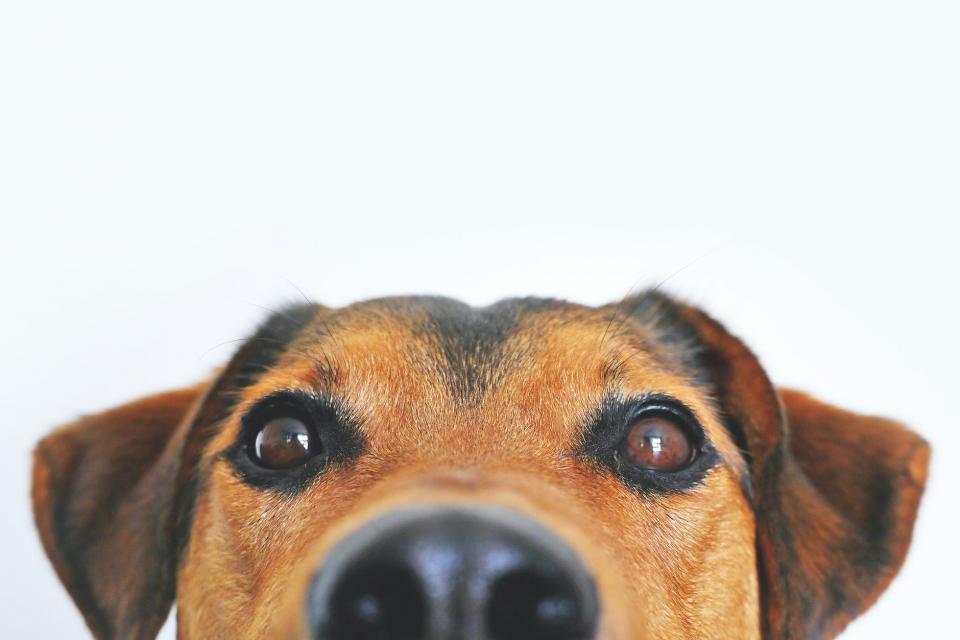 5 Best Doogy Foods